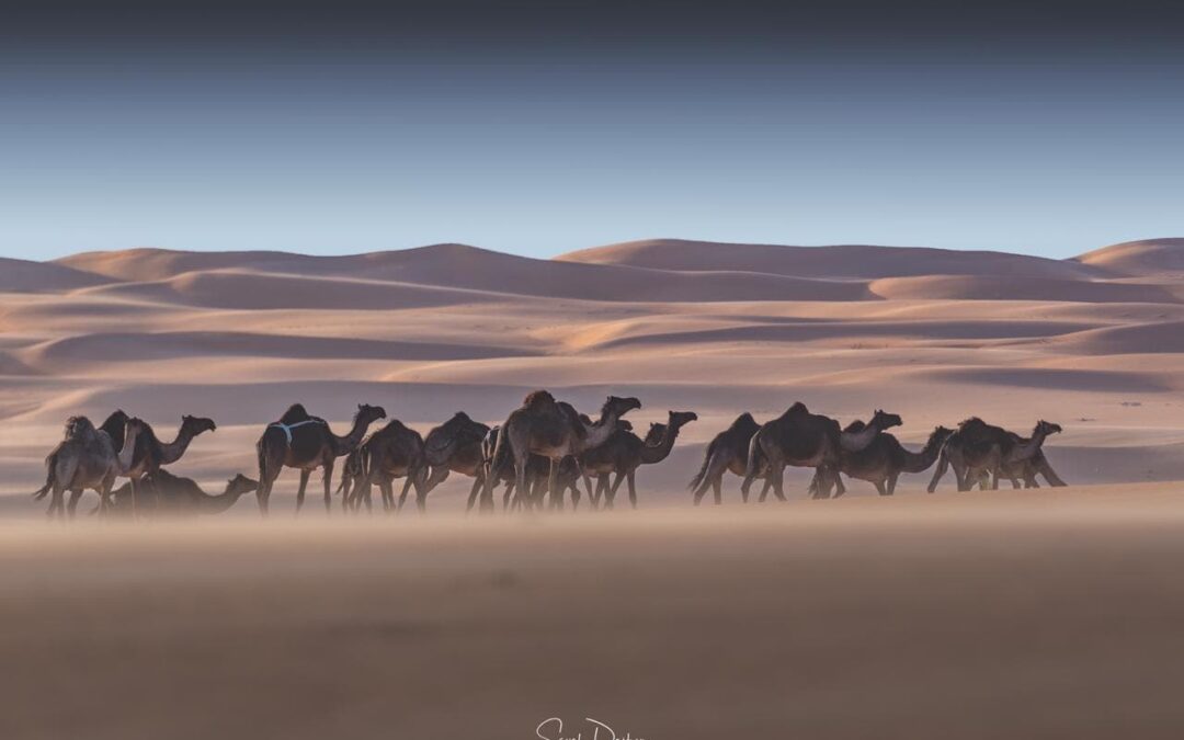 العوامل السياسية وأثرها في نجاح الرحلات الدعوية