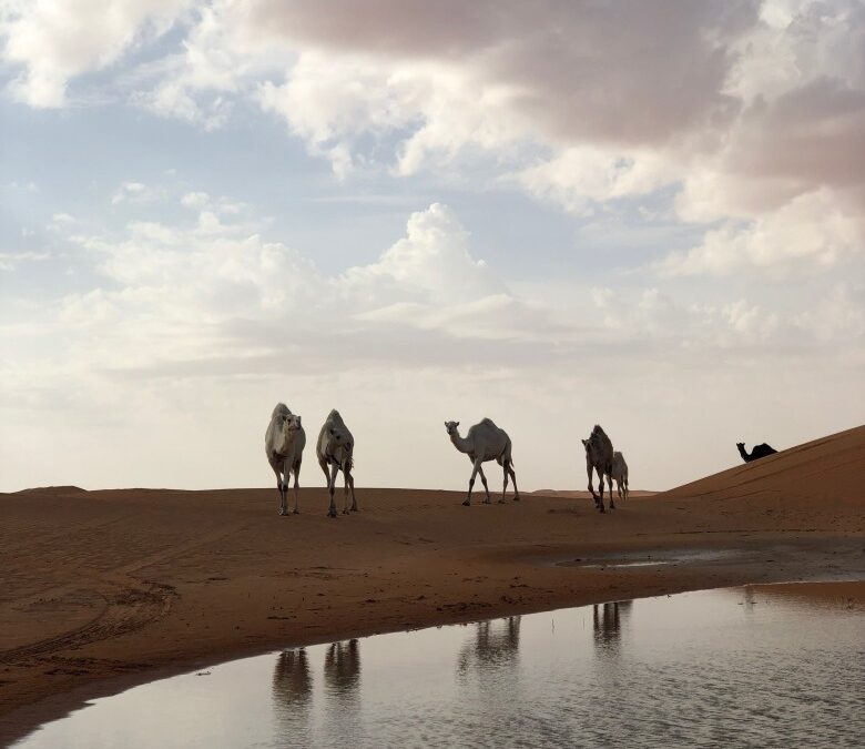 تفقيه الصحابة والتابعين رضي الله عنهم المرتحلين للدعوة للناس في أمور دينهم